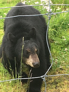 IMG_2566 Alaska Wildlife Conservation Center Bear